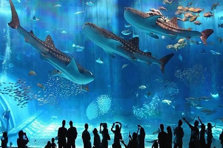 excursion-au-grand-aquarium-d-hurghada-3