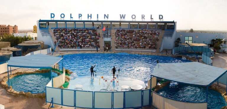 spectacle-de-dauphins-a-hurghada-2