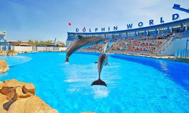 spectacle-de-dauphins-a-hurghada-3